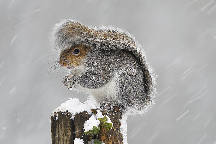 GREY SQUIRREL SHELTERS FROM SNOW